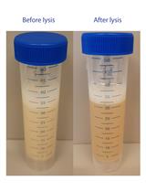 Heterologous Expression and Purification of the CRISPR-Cas12a/Cpf1 Protein