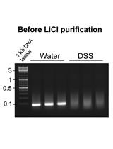 通过氯化锂沉淀法纯化DSS处理的鼠组织的总RNA