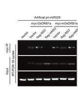 Detecting the Interaction of Double-stranded RNA Binding Protein, Viral Protein and Primary miRNA Transcript by Co-immunoprecipitation in planta