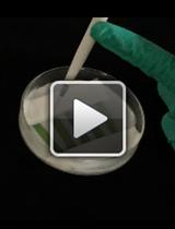 Infection Process Observation of <em>Magnaporthe oryzae</em> on Barley Leaves