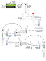 Quantification of Salicylic Acid (SA) and SA-glucosides in Arabidopsis thaliana