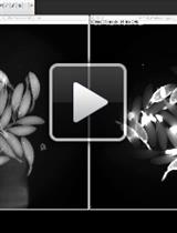 Ex vivo Follicle Rupture and in situ Zymography in Drosophila