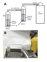 Quantification of Hydrogen Sulfide and Cysteine Excreted by Bacterial Cells