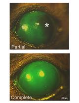 Murine Hair Follicle Derived Stem Cell Transplantation onto the Cornea Using a Fibrin Carrier