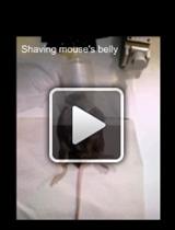 Intra-amniotic Injection of Mouse Embryos