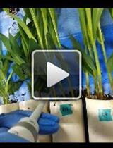 Rapid Screening and Evaluation of Maize Seedling Resistance to  Stalk Rot Caused by Fusarium spp.