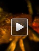 A Method to Injure, Dissect and Image Indirect Flight Muscle of <em>Drosophila</em>