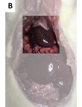 Induction of Photothrombotic Stroke in the Sensorimotor Cortex of Rats and Preparation of Tissue for Analysis of Stroke Volume and Topographical Cortical Localization of Ischemic Infarct