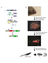 Hair Follicle Stem Cell Isolation and Expansion