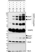 In vitro Analysis of Ubiquitin-like Protein Modification in Archaea