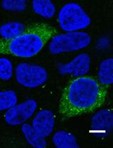 Virucidal and Neutralizing Activity Tests for Antiviral Substances and Antibodies
