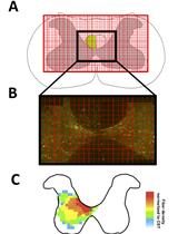 In vivo Use of Dextran-based Anterograde Cortical Tracers  to Assess the Integrity of the Cortical Spinal Tract