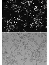 Ectopic Gene Expression in Macrophages Using in vitro Transcribed mRNA