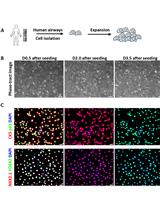 Expansion of Airway Basal Cells and Generation of Polarized Epithelium