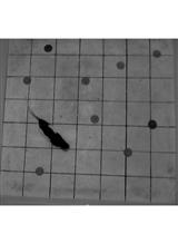 The Traveling Salesman Problem (TSP): A Spatial Navigation Task for Rats