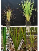Protocol for RYMV Inoculation and Resistance Evaluation in Rice Seedlings