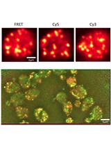 Dual-probe RNA FRET-FISH in Yeast