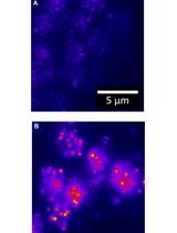 Single-probe RNA FISH in Yeast