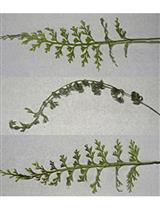 Slow and Fast Desiccation of Single-cell Thick Fronds of Filmy Ferns