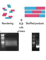 Characterization of Protein Domain Function via <em>in vitro</em> DNA Shuffling