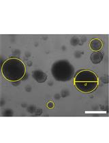 3D Culture Protocol for Testing Gene Knockdown Efficiency and Cell Line Derivation