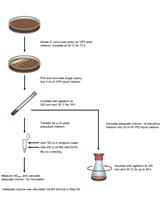  A Procedure for Precise Determination of Glutathione Produced by Saccharomyces cerevisiae