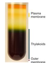 Analysis of Metals in Whole Cells, Thylakoids and Photosynthetic  Protein Complexes in Synechocystis sp. PCC6803