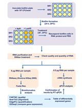 Characterizing the Transcriptional Effects of Endolysin Treatment on  Established Biofilms of <em>Staphylococcus aureus</em>