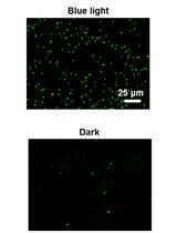 Implementation of Blue Light Switchable Bacterial Adhesion for Design of Biofilms