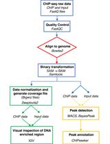 ChIP-seq Experiment and Data Analysis in the Cyanobacterium Synechocystis sp. PCC 6803