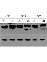 Analysis of Autophagic Activity Using ATG8 Lipidation Assay in Arabidopsis thaliana