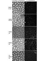 Increasing the Membrane Permeability of a Fern with DMSO