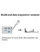 Enhancement of Mucus Production in Eukaryotic Cells  and Quantification of Adherent Mucus by ELISA