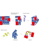 Isolation of Microvascular Endothelial Cells