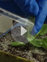 使用根癌农杆菌在NahG拟南芥植株中进行瞬时表达分析