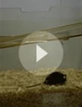 Buried Food-seeking Test for the Assessment of Olfactory Detection in Mice