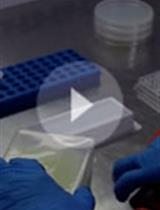 玉米根系相关简化细菌群落组成动力学定量及其生物防治效果评价