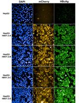 Sleeping Beauty Transposon-based System for Rapid Generation of HBV-replicating Stable Cell Lines