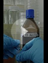 A Modified Approach for Axenic Cultivation of Spores of Fern Adiantum capillus-veneris L. with High Germination Rate