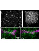 Fluorescent Labeling of Rat-tail Collagen for 3D Fluorescence Imaging