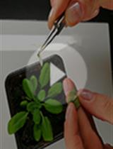 Quantification of Starch in Guard Cells of Arabidopsis thaliana
