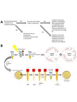 Induction of Natural Competence in Genetically-modified Lactococcus lactis