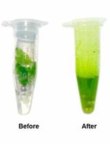 An Optimized CTAB Method for Genomic DNA Extraction from Freshly-picked Pinnae of Fern, Adiantum capillus-veneris L.