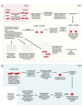 An <em>in vitro</em> Co-culture System for the Activation of CD40 by Membrane-presented CD40 Ligand <em>versus</em> Soluble Agonist