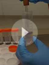 从矮牵牛花瓣中分离完整的液泡并提取分离糖基化苯丙素类化合物