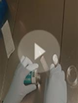 用于离体生物发光 的Per2::萤光素酶转基因小鼠脑组织的培养