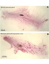 Mouse Mammary Gland Whole Mount Preparation and Analysis