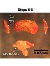 Ex vivo Whole-cell Recordings in Adult Drosophila Brain