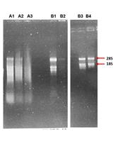 从顽拗型树种泡桐中提取RNA