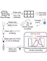 Measurement of TLR4 and CD14 Receptor Endocytosis Using Flow Cytometry